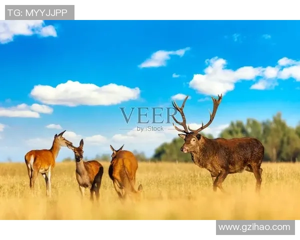 雄鹿栖息地及其生态行为研究：从生境保护到人类活动影响分析